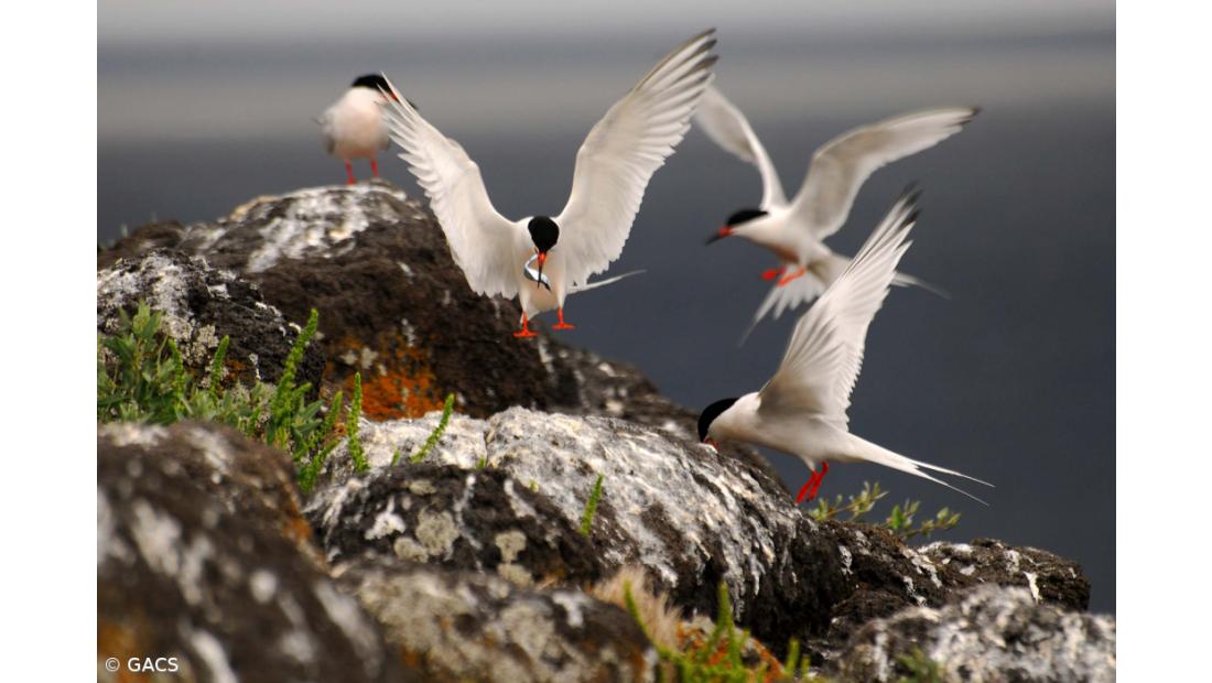 Censo de garajaus regressa aos Açores