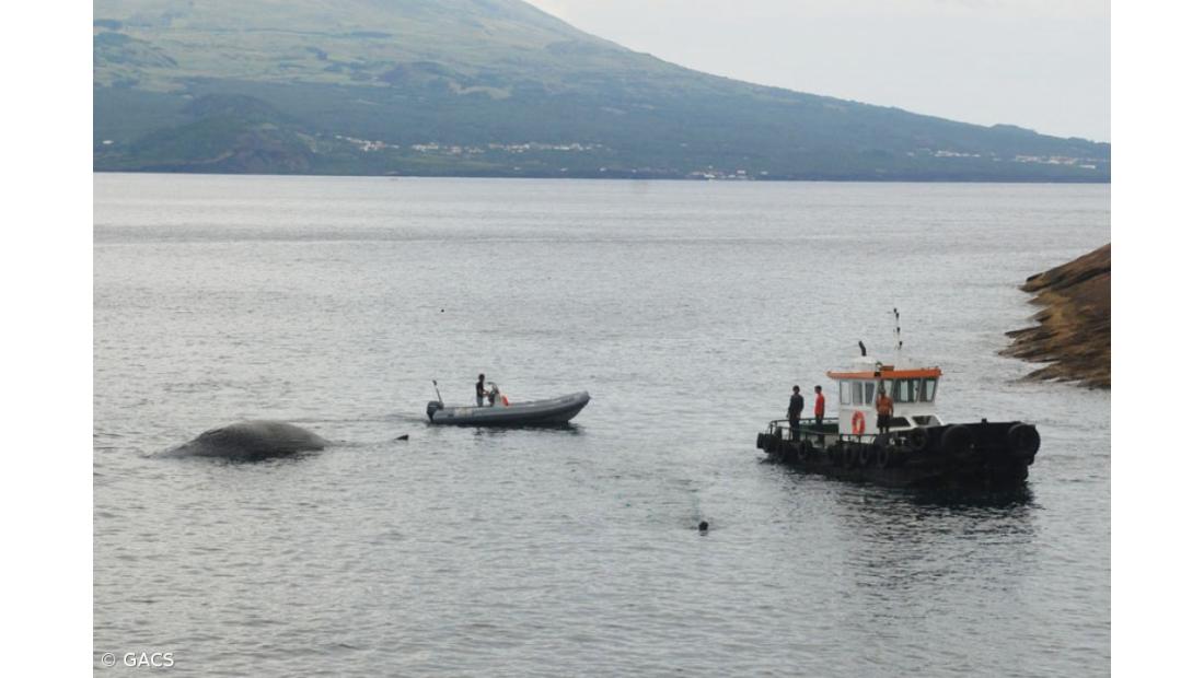 Cachalote que apareceu morto vai ser 'laboratório' para os cientistas