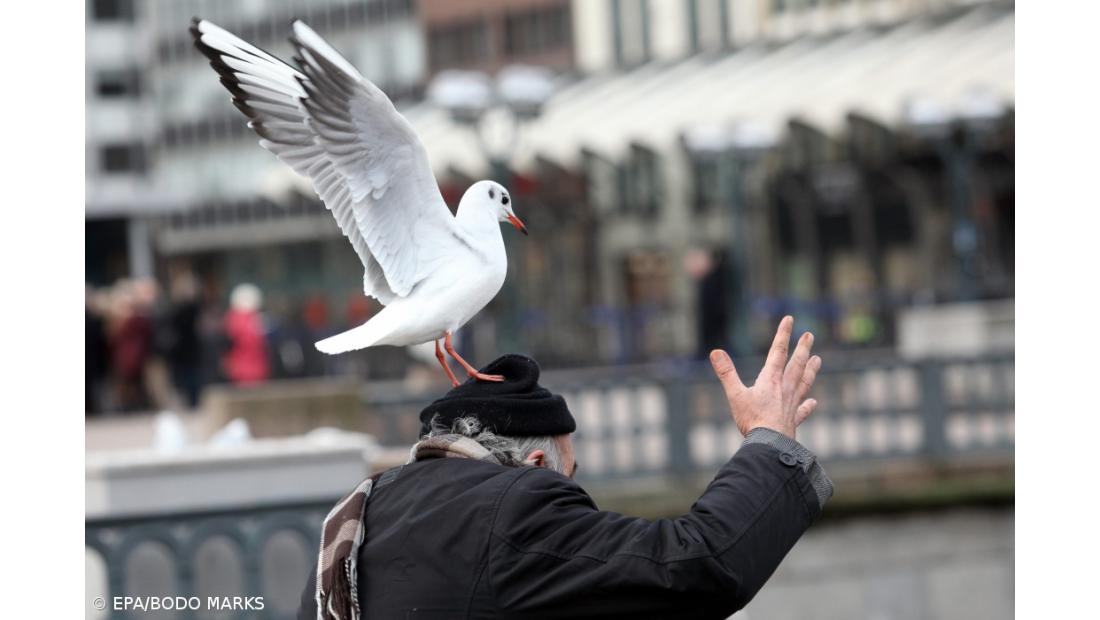 Síndrome paralisante está a afetar aves marinhas da Ilha Deserta