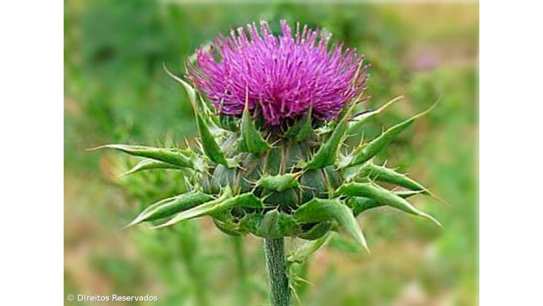 Cardo tem potenciais propriedades para prevenir e tratar cancro 