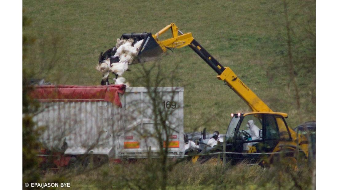 H5N1 detectado em aviário britânico