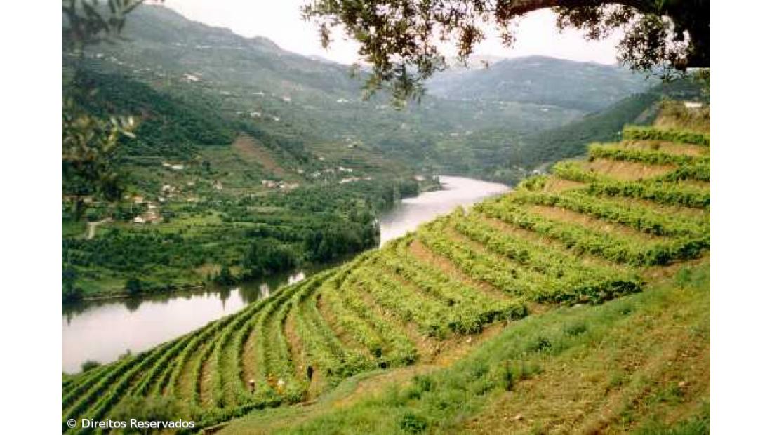 Via Navegável do Douro pode chegar ao milhão de turistas em 2017