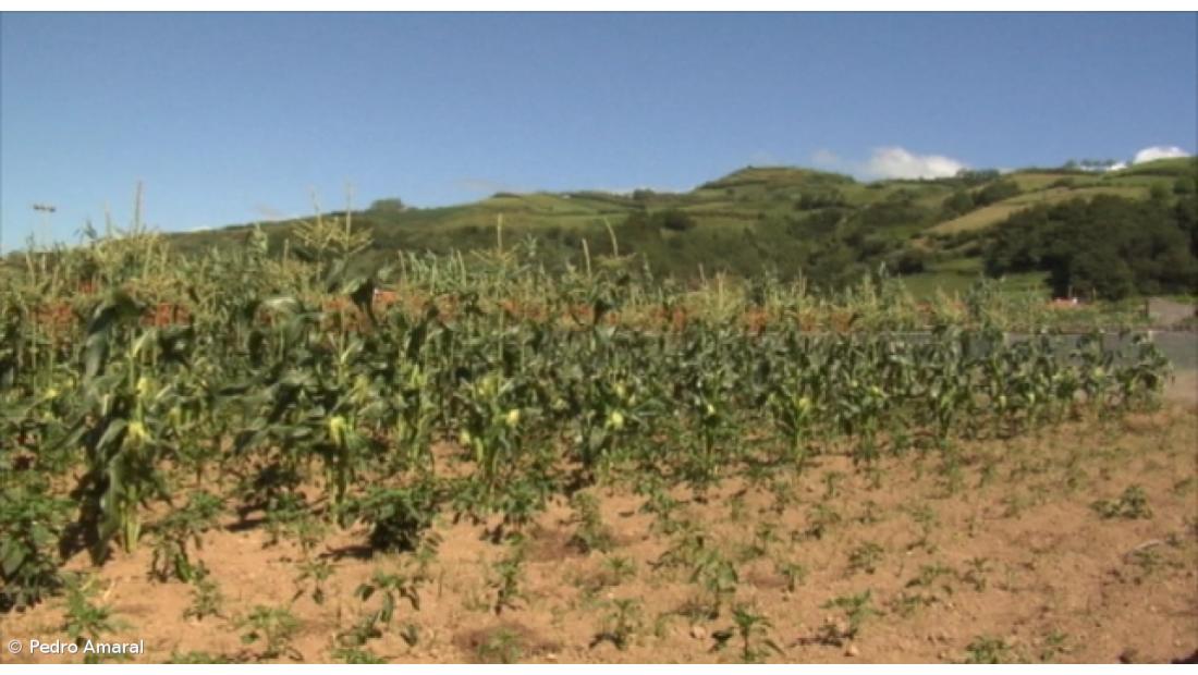 PCTP/MRPP contra "liquidação completa" da produção regional