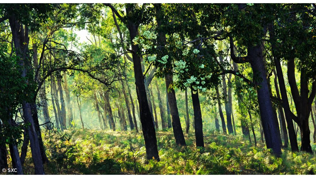 GEOTA propõe espécies autóctones e associativismo para reformar a floresta