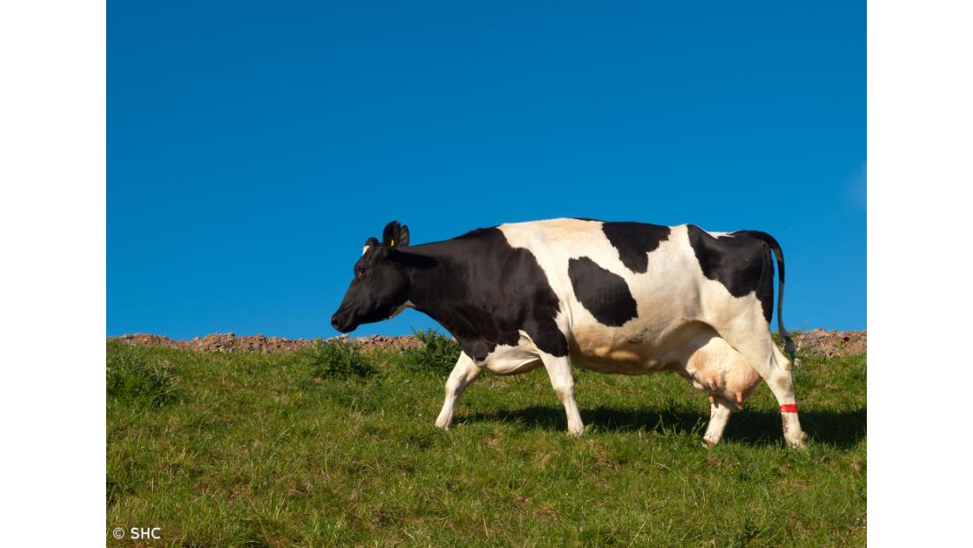 Açores insistem em atenção especial  da UE por fim das quotas leiteiras