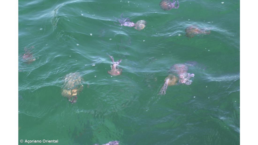 Praias deviam ter bandeira distinta a indicar a presença de águas vivas