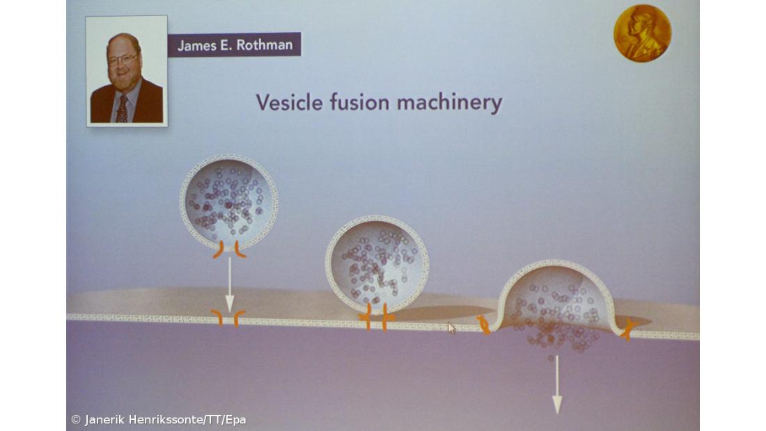Distinguida descoberta sobre sistema de transporte nas células 
