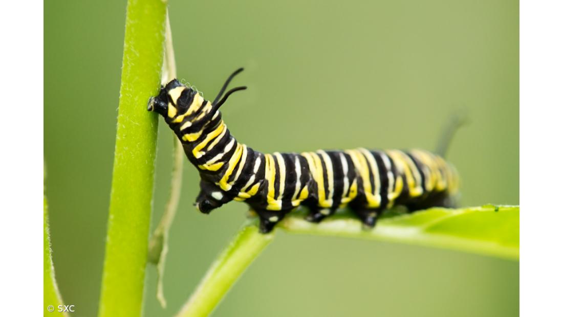 Proteína de lagarta eficaz para combater vírus do sarampo e gripe A
