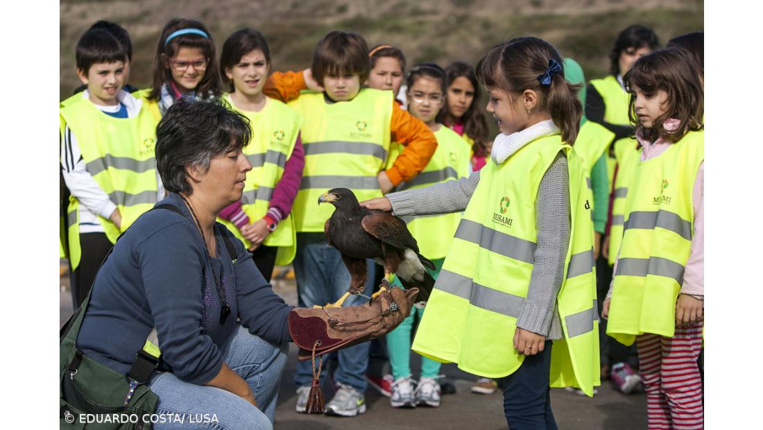 Ecoparque recorre à falcoaria para afastar gaivotas 
