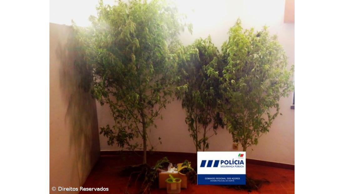 PSP detém dois homens por cultivo e tráfico de drogas