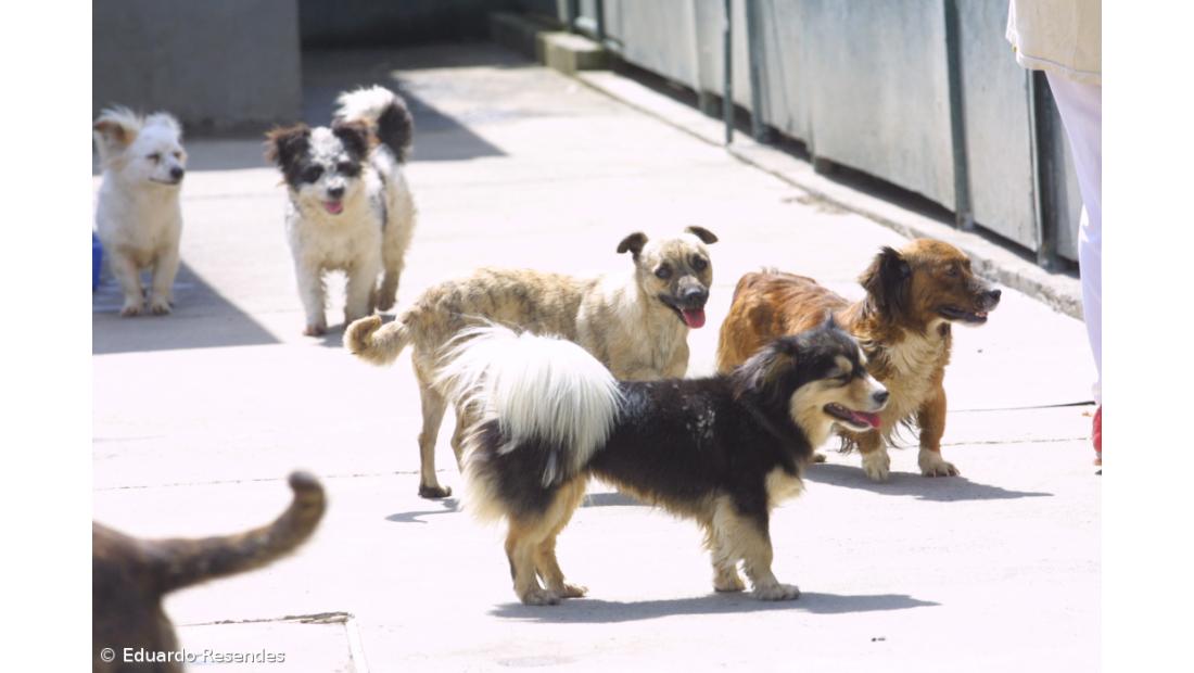 Ampliação canil municipal foi a mais votada do Orçamento Participativo de Ponta Delgada 