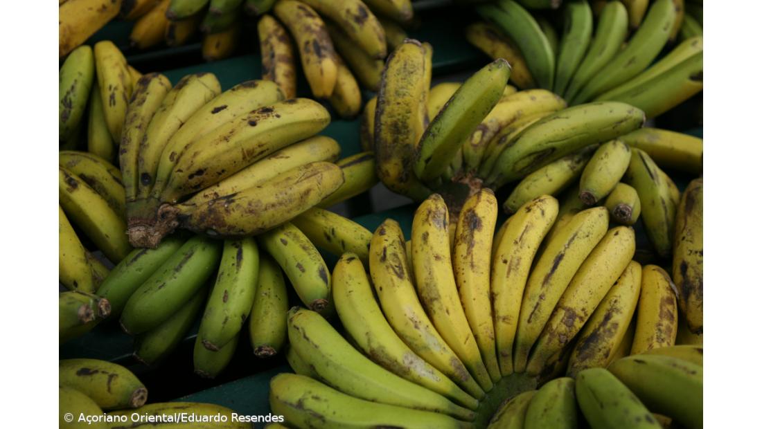 Banana dos Açores em processo de classificação com Indicação Geográfica Protegida