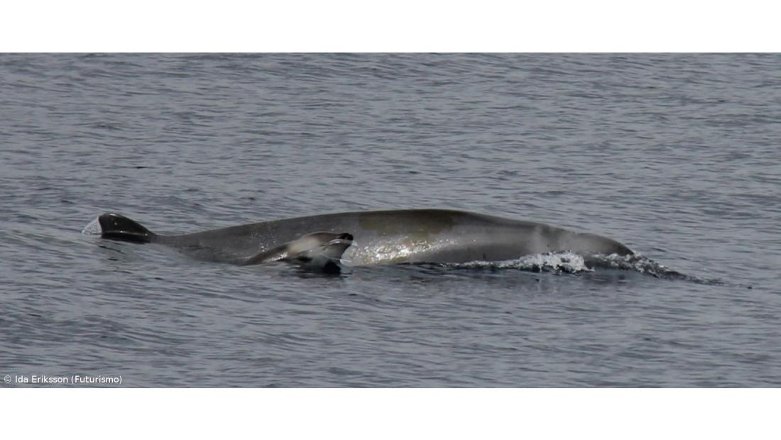 Primeiro vídeo de grupo de baleias pouco conhecidas foi filmado nos Açores 