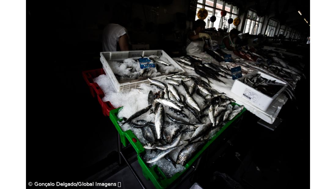 Pesca da sardinha proibida a partir deste sábado