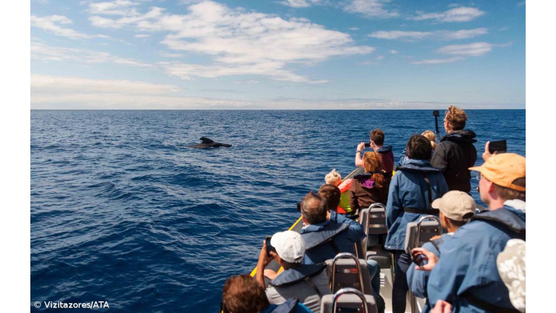 Bruxelas pede que Portugal e outros 21 países acabem com capturas acidentais de golfinhos