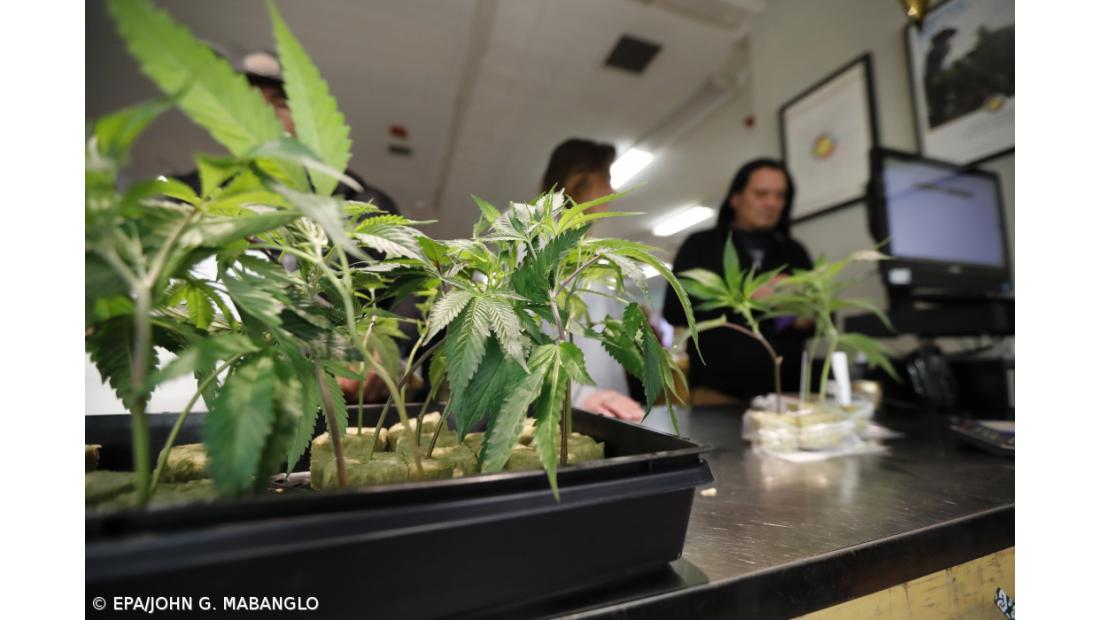 Primeira colheita de canábis para fins medicinais em Aljustrel “rende” 3.000 quilos