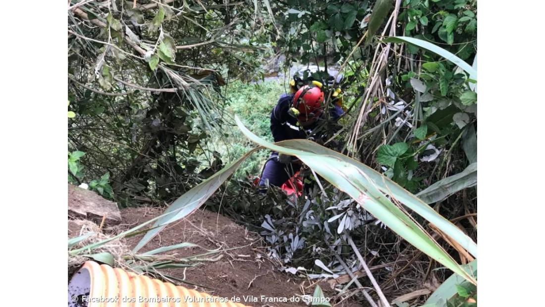 Bombeiros salvam cadela de dois meses em ribanceira de Vila Franca – Imagem 1