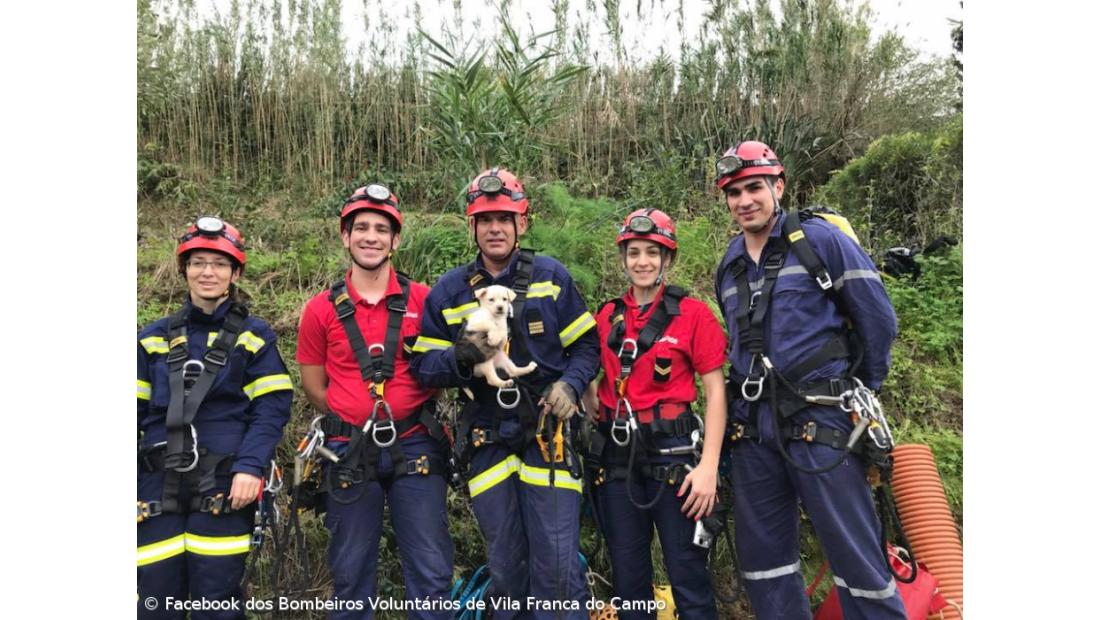 Bombeiros salvam cadela de dois meses em ribanceira de Vila Franca – Imagem 2