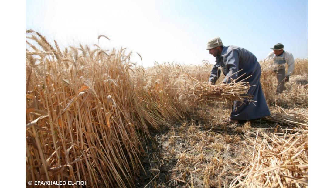 Campanha dos cereais para grão de outono/inverno 2022/23 foi a pior de sempre