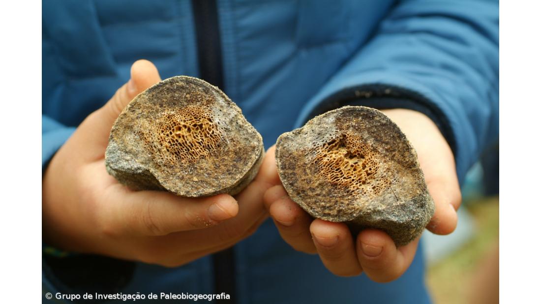 Fósseis da ilha de Santa Maria inspiram novo doce açoriano