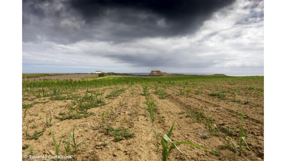 Bruxelas anuncia novas medidas de apoio a agricultores devido a seca