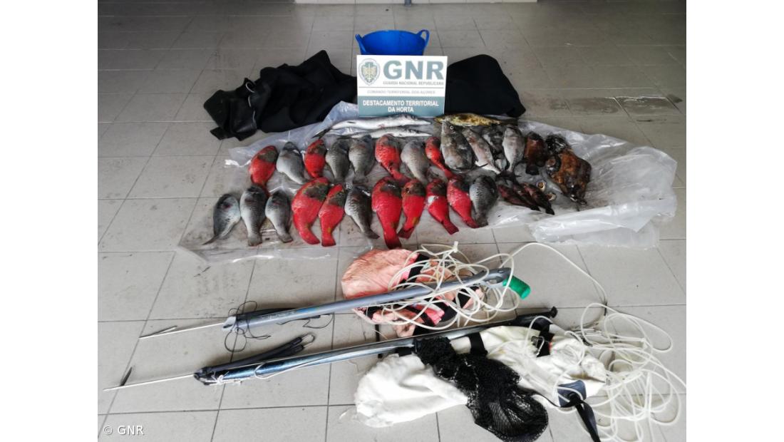 Cerca de 37 quilos de pescado e material de mergulho apreendidos no Faial