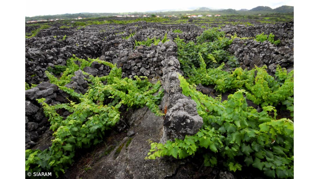 Must Wine Summit arranca hoje no Estoril e viaja depois até aos Açores