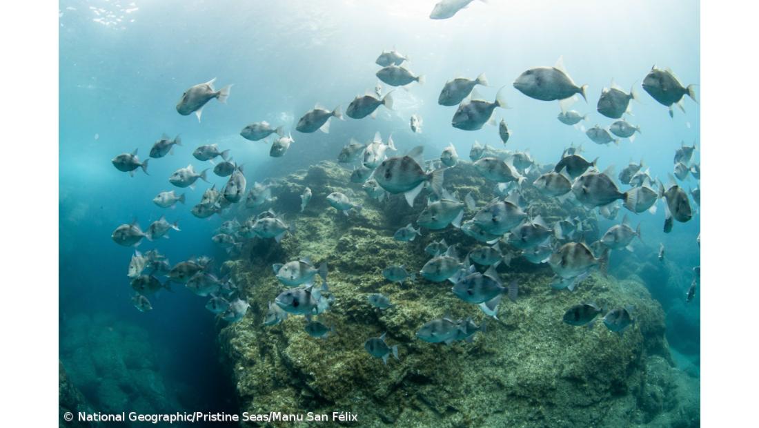"Blue Azores" vai aumentar área marinha protegida nos Açores – Imagem 2