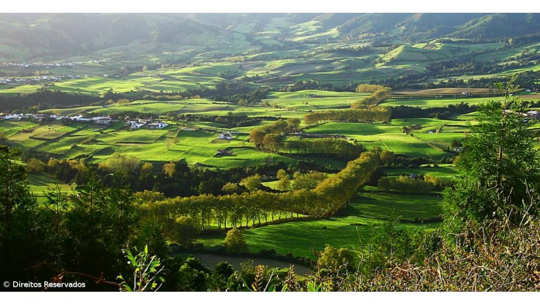 Petição defende classificação de árvores notáveis na ilha de São Miguel 
