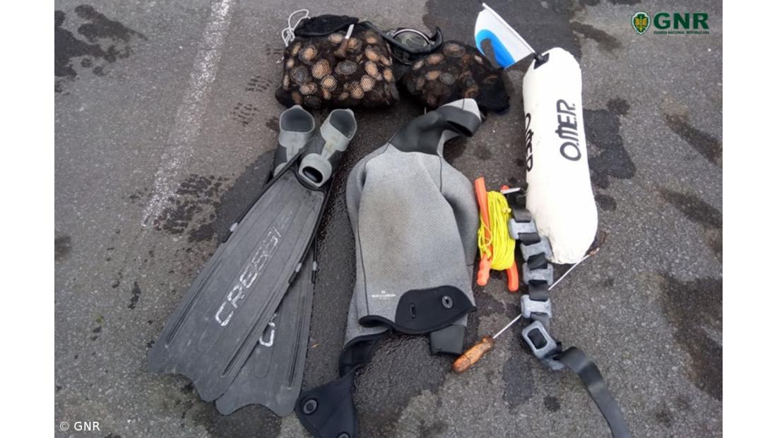 Apreensão de lapas em zona de reserva natural no Faial