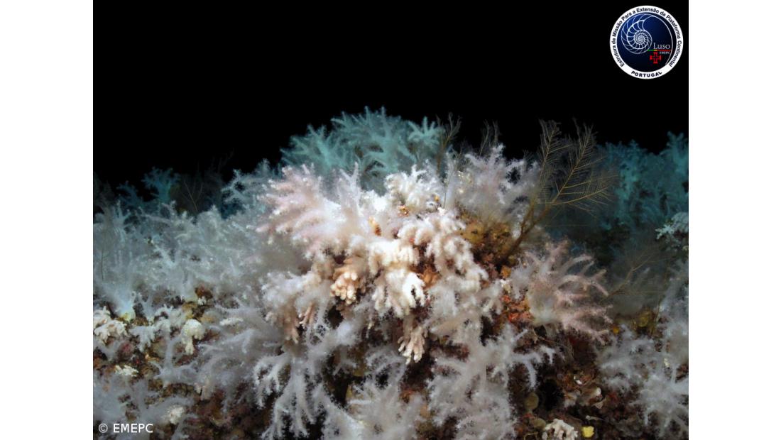 Expedição Luso-Espanhola descobre novo jardim de corais moles nos Açores – Imagem 1