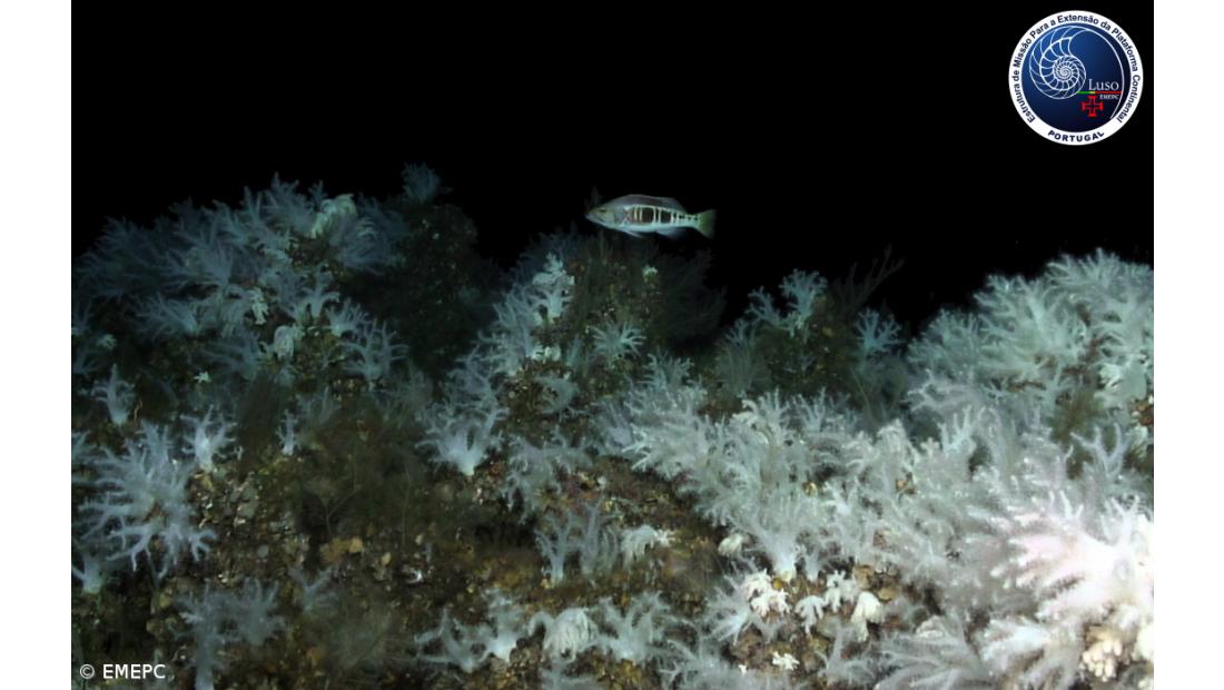 Expedição Luso-Espanhola descobre novo jardim de corais moles nos Açores – Imagem 2