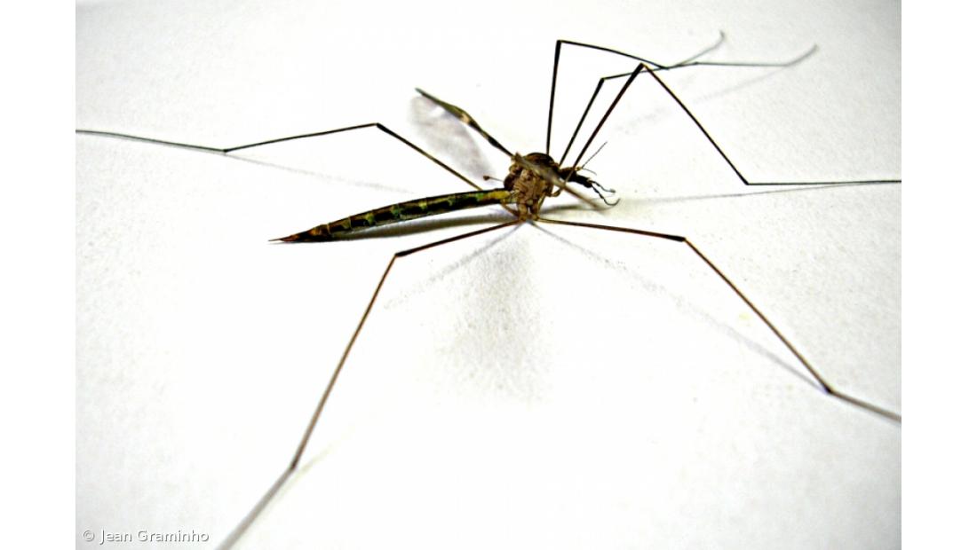 Investigadores portugueses com novos dados sobre bactéria que protege do dengue