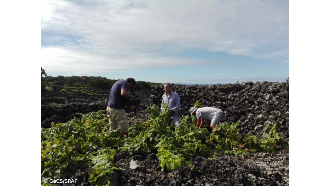 Abertas candidaturas ao VITIS com dotação de quatro milhões de euros