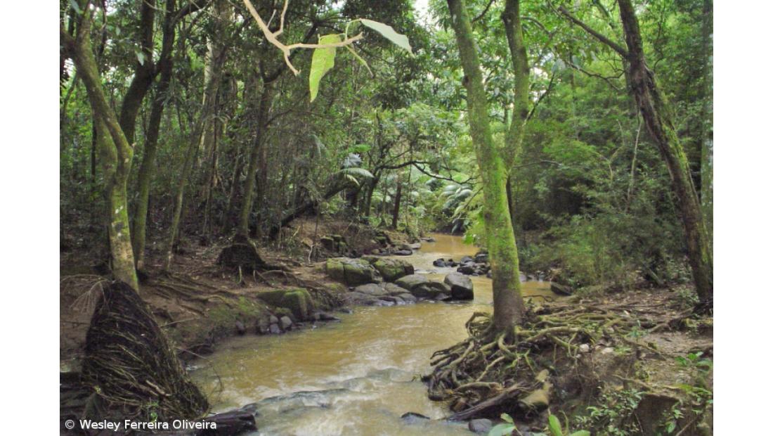 Projecto Laurissilva permite plantar 50 mil endémicas