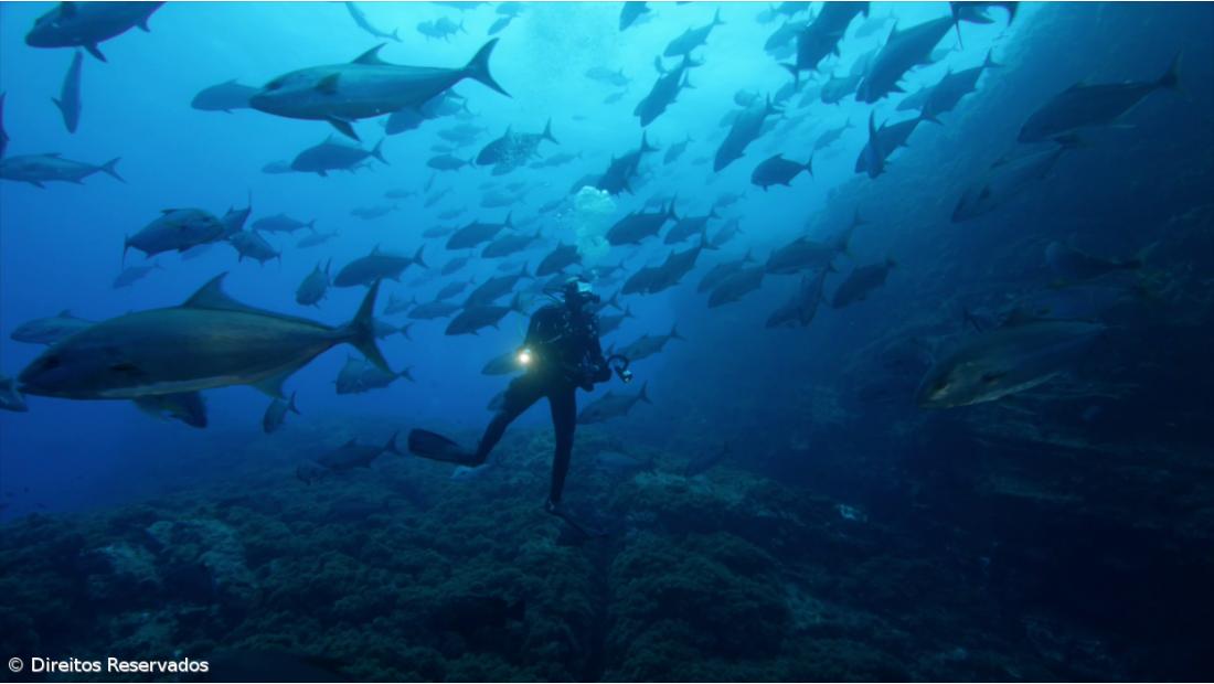 “Se não for dentro de uma área marinha protegida não vemos nada” – Imagem 2