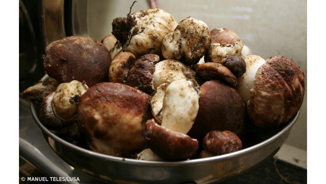 Produção comercial de cogumelos avança este ano em São Miguel