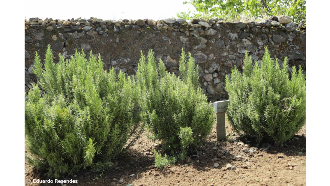 Projeto reergue vidas a partir do trabalho na terra – Imagem 6