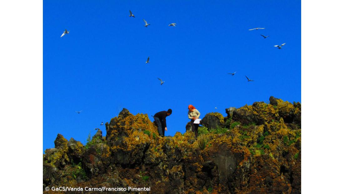 Censo de Garajaus conclui presença de 7.950 aves nidificantes nos Açores – Imagem 1