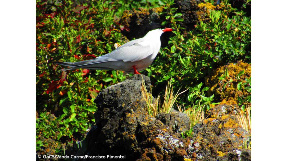 Censo de Garajaus conclui presença de 7.950 aves nidificantes nos Açores – Imagem 2