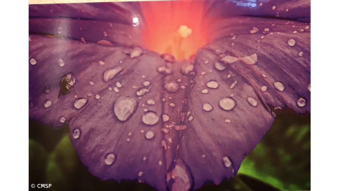 Exposição ‘Mistérios da Ilha’ na ilha do Pico – Imagem 1