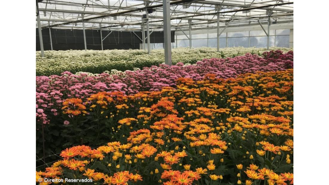 Produtores de flores preocupados com eventual fecho de cemitérios