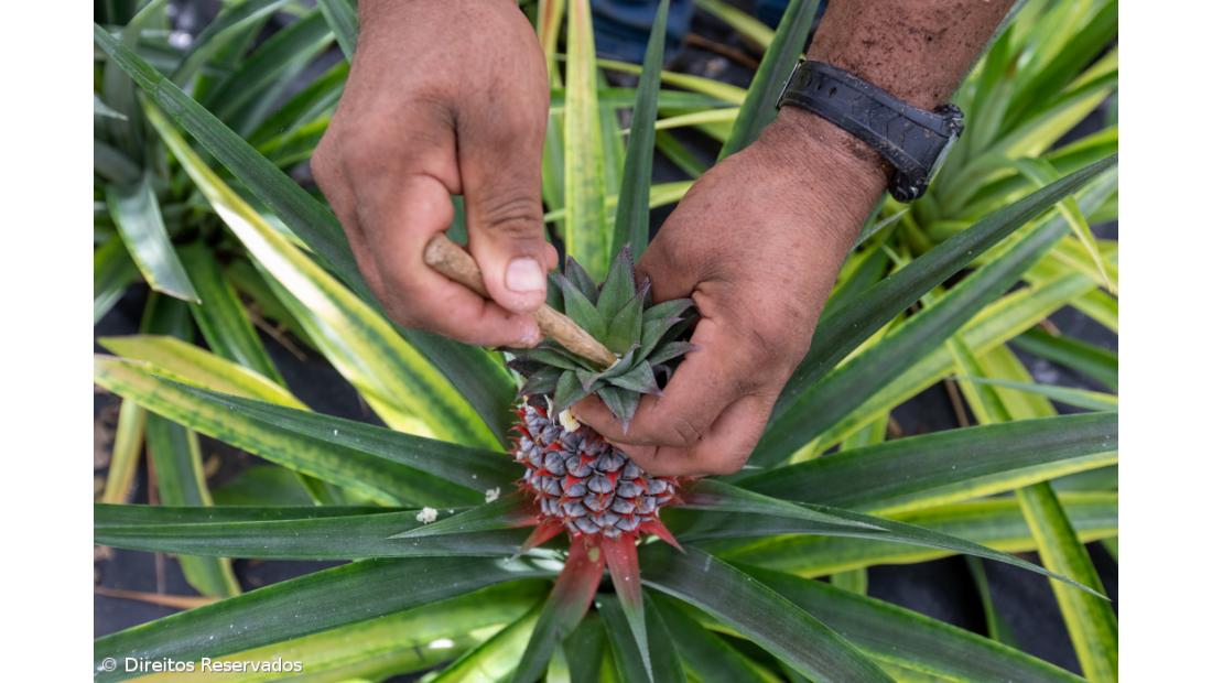 Ananás não deixou de se vender mas preço caiu 50% – Imagem 2