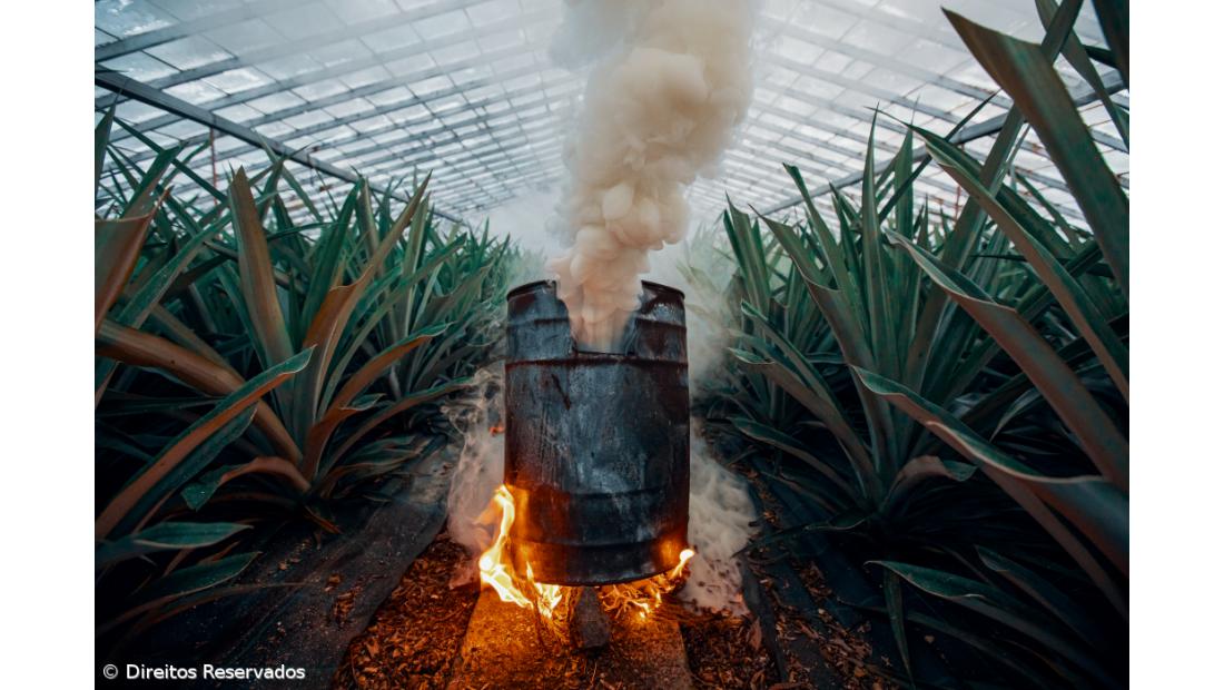 Ananás não deixou de se vender mas preço caiu 50% – Imagem 3