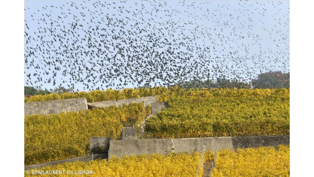Estudo revela que as aves envelhecem mais rápido na cidade do que no campo