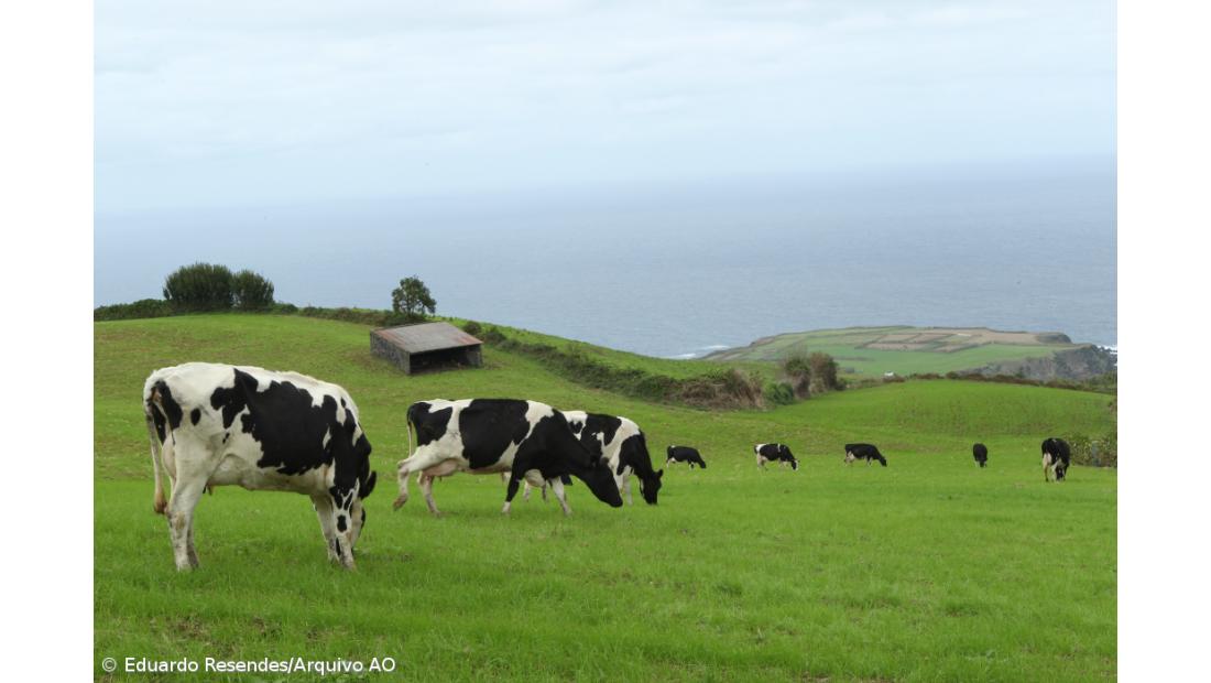 Agricultores com apoio para aquisição de sementes de milho e sorgo até 2,7 ME