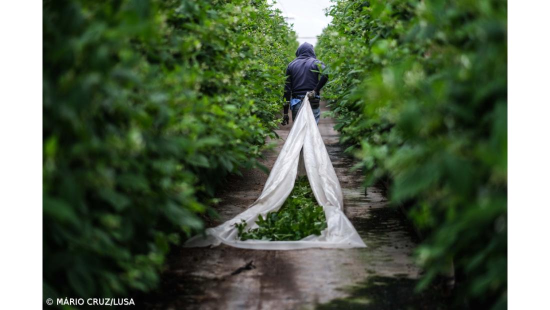 Estudo aponta imigrantes como fundamentais para sucesso agrícola no sudoeste alentejano