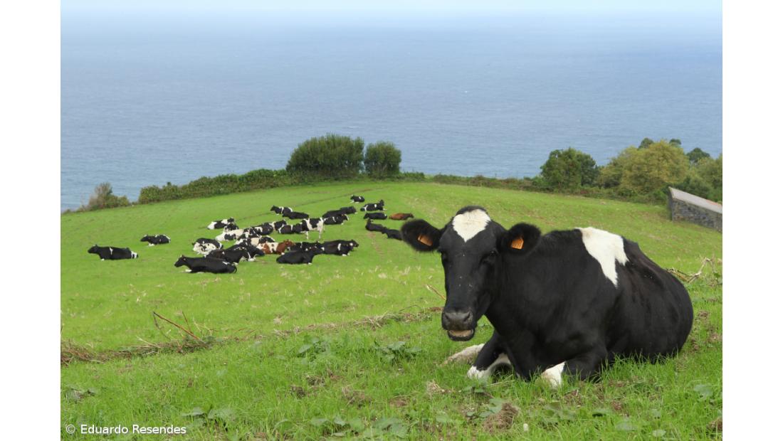 As duas maiores indústrias vão subir três cêntimos o preço do leite