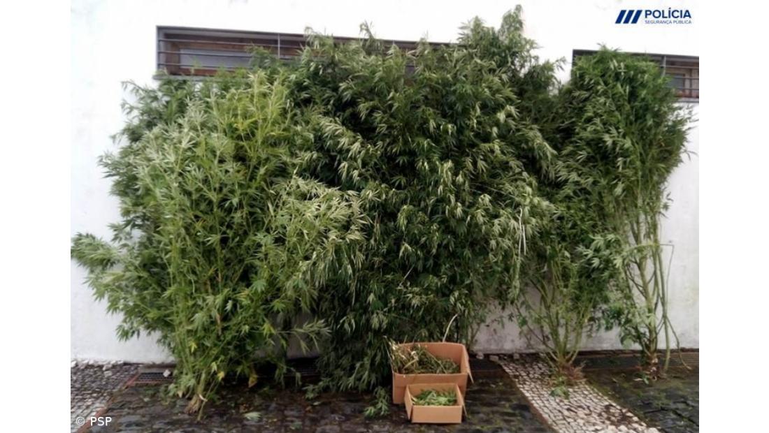 PSP detém homem no Nordeste que cultivava plantas de Cannabis