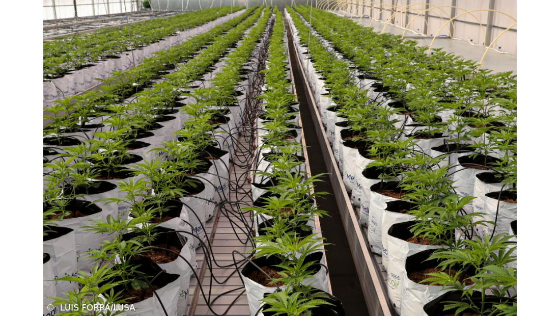 Empresa quer produzir 20 toneladas de canábis para fins medicinais por ano no Algarve  – Imagem 2